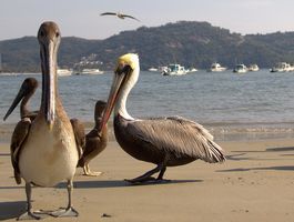 Birding 101 - Birding in Paradise