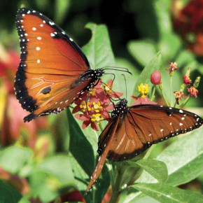 Danaus Gilippus