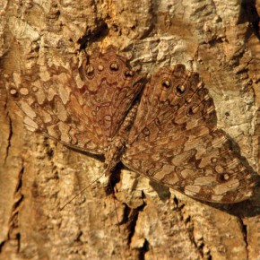 Hamadryas Februa