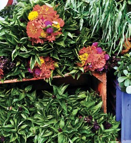 Basil, herbs and flowers.