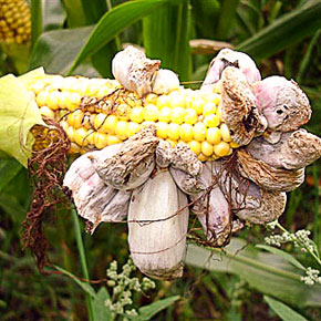 The Indigenous Ingredients