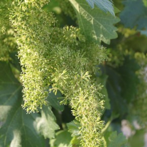 Flowering grapes