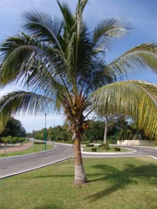 Cocos nucifera