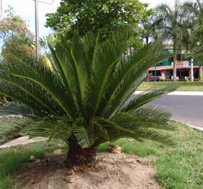 Cycas revoluta, the Sago Palm, cycad