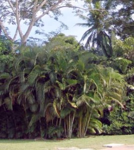 Dypsis lutescens