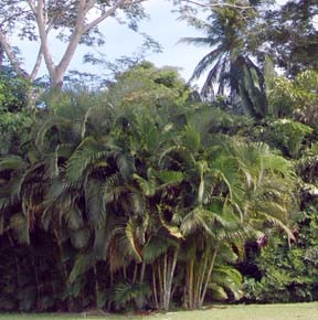 Dypsis lutescens