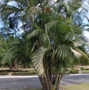 Dypsis lutescens