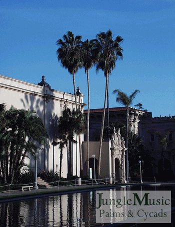 washingtonia_robusta