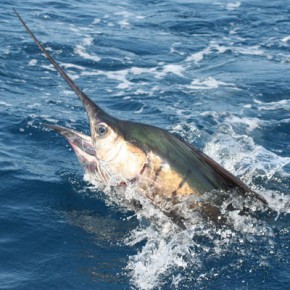 Sailfish breaking the surface